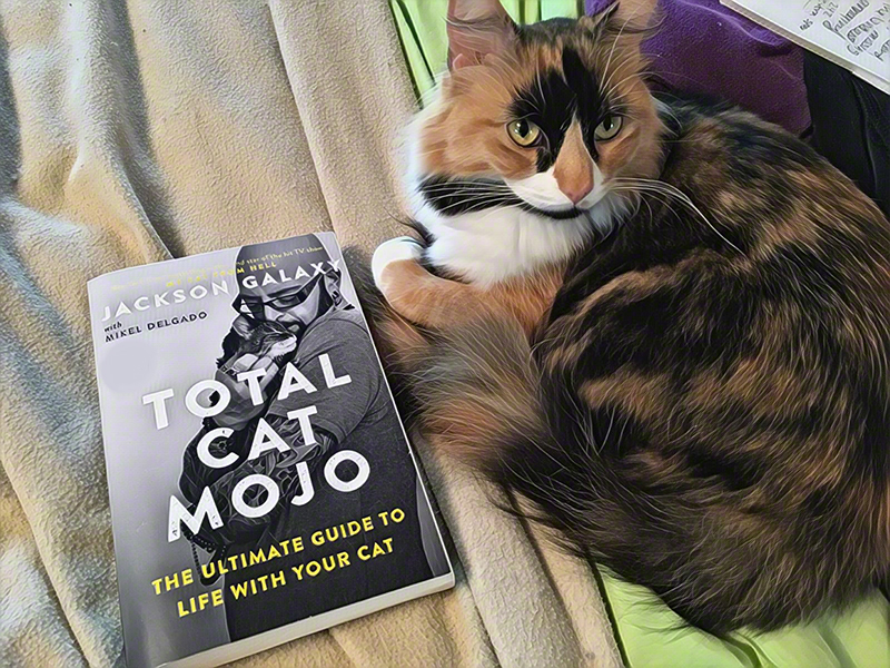 Total cat best sale mojo jackson galaxy